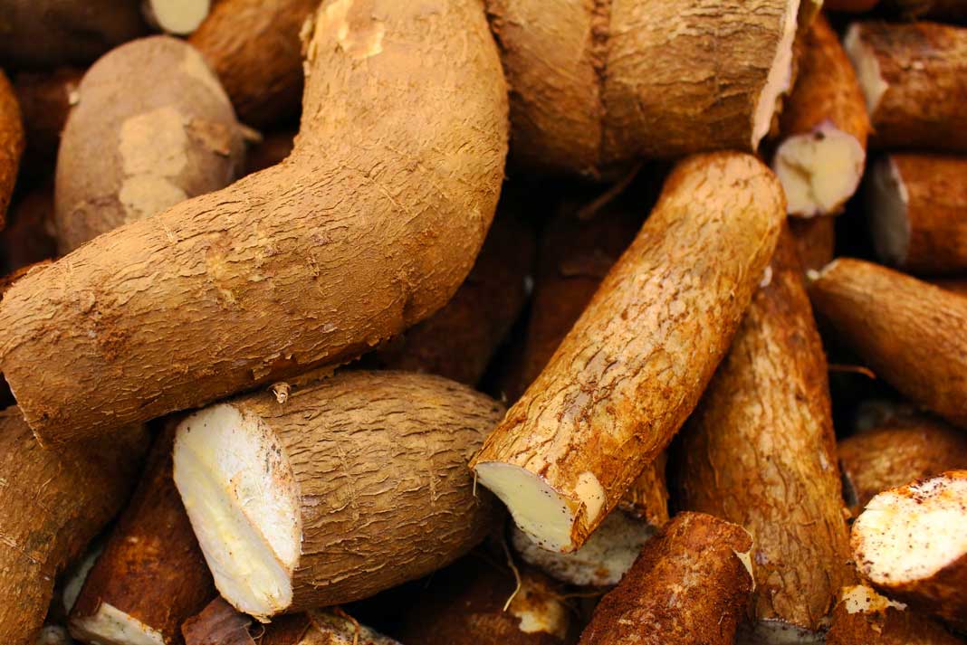 Cassava